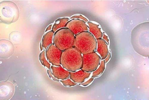 美國試管嬰兒的價格是多少